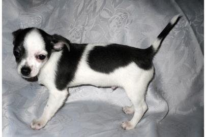 Zwei Mini Chihuahua Welpen zur Annahme
