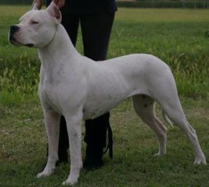 Dogo Argentino Welpen aus beste Zucht