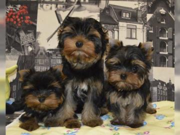 Yorkshire-Terrier Welpen