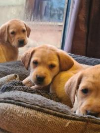 Fox Red Labradors-puppys