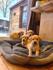 Fox Red Labradors-puppys