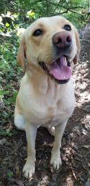 Fox Red Labradors-puppys