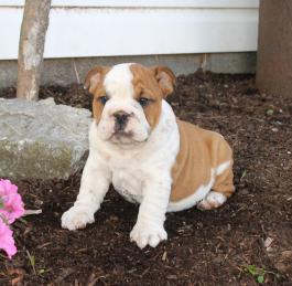 Englische Bulldogge