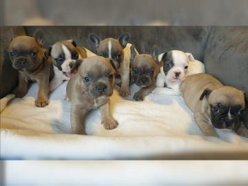 Franz?sische Bulldoggen Welpen mit Ahnen