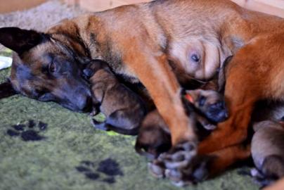 Belgischer Sch�ferhund Malinois
