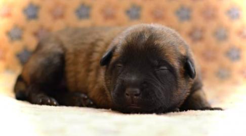 Belgischer Sch�ferhund Malinois