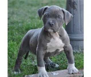 verkaufe ein s��es pittbull welpen