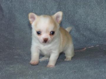 Wundersch�ne Chihuahua Welpen mit Papier