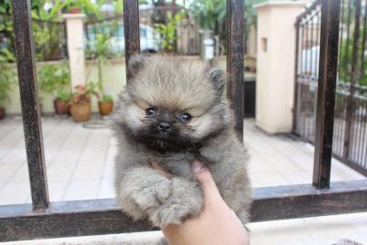 Pomeranian H�ndin  zu vermitteln / nur a