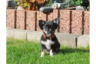 chihuahua welpen