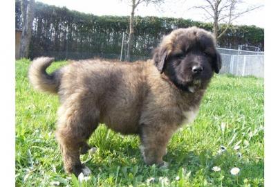 Knuffige-liebe Leonbergerwelpen aus VDH-