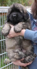 Knuffige-liebe Leonbergerwelpen aus VDH-