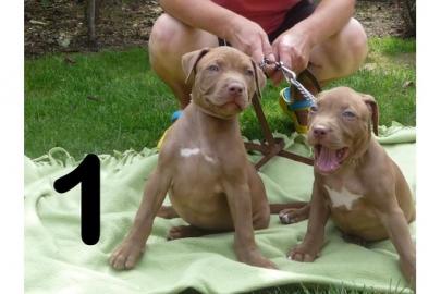 American Pit Bull Terrier Red Nose Welpe