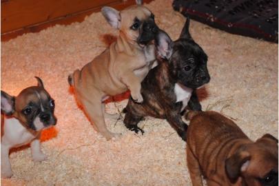 Franz�sische Bulldoggen Welpen mit Papie