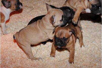 Franz�sische Bulldoggen Welpen mit Papie