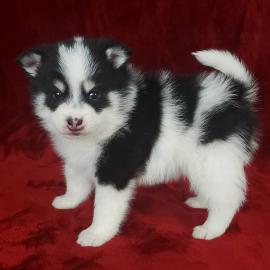 POMSKY WELPEN MIT PAPIEREN