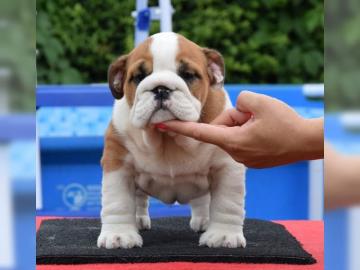 Englisch Bulldoggen Welpen suchen ein Zu