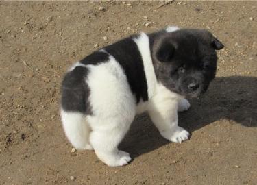 Akira puppy with papers