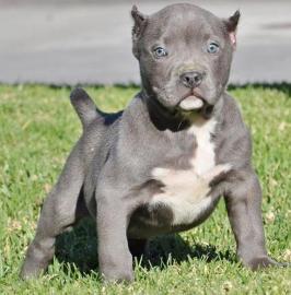 Awesome Blue Pitbull Welpen
