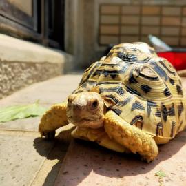 Aquatische Leopardenschildkr?te zu verka