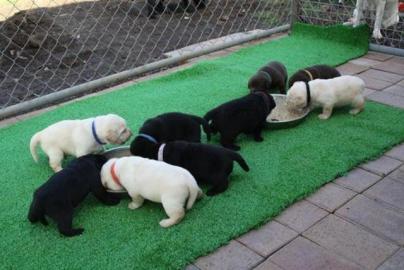 Bildsch�ne Labrador Welpen mit Papieren