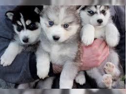 Mini Pomsky Welpen