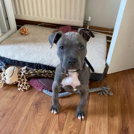 Amstaff welpen, whatsapp: +491746714503