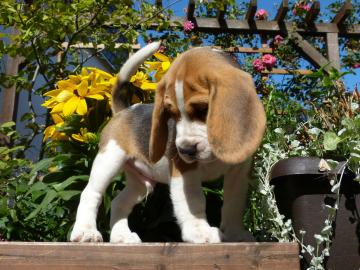 Weihnachten Beagle Welpen mit Papiere su