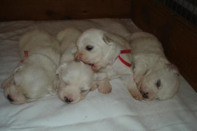 Malteser Welpen