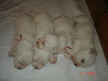 Malteser Welpen
