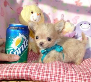 wunderh�bsche reinrassige Chihuahua Welp