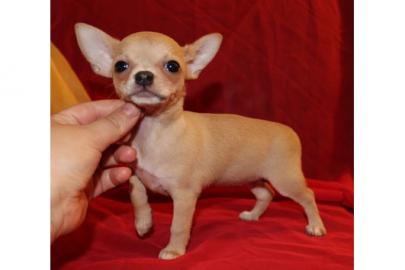 Super s��e mini chihuahua welpen mit pap