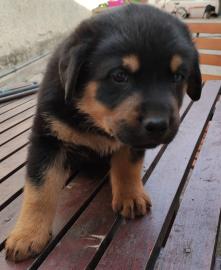 Rottweiler Welpen