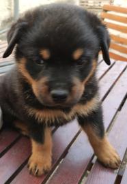Rottweiler Welpen