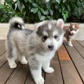 S??e Pomsky-Welpen f?r die Heimkehr