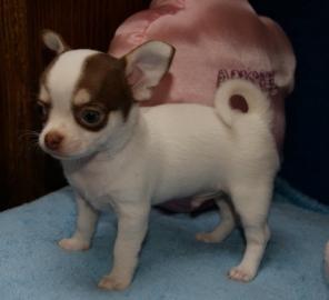 Bildh�bsche Chihuahua Welpen in kurz & L
