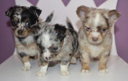 Bildh�bsche Chihuahua Welpen in kurz & L