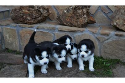 Wundersch�nen Siberian Husky Welpen