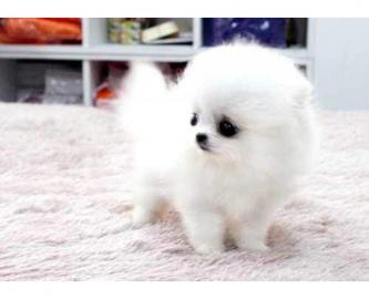 Zwergspitz Pomeranian welpen