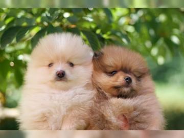 Zwergspitz /Pomeranian mit Stammbaum