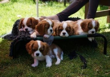 Cavalier-King-Charles-Spaniel Welpe ( 12