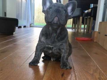 Bildsch�ne Franz.  Bulldoggen in verschie