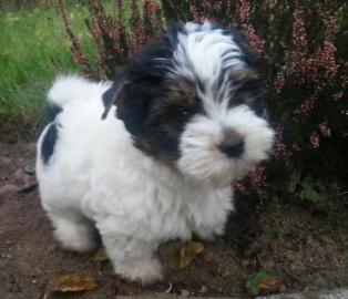 Biewer Yorkshire-Terrier-We​lpen (R