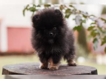 Pomeranian/whatsapp +491732426064