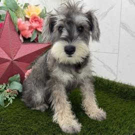 Zwergschnauzer-Welpen zur Adoption Whats