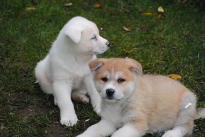 su�e Akita Inu Welpen mit Papieren (200EUR