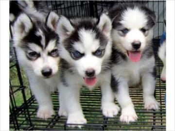 Wundersch�ne Siberian Husky Welpen