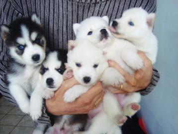 Wundersch�ne Siberian Husky Welpen
