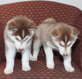 Wundersch�ne Siberian Husky Welpen