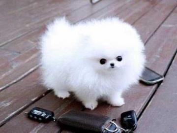Pomeranien Welpen